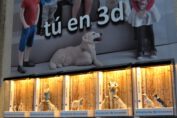 San Antón - Inmortaliza tu mascota